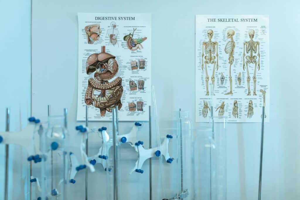 Posters of human anatomy on the wall of a science laboratory